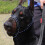 Dog Pet Muzzle Basket Stop Barking Chewing Mask-Black S 5