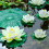 Περιβαλλοντικό Υλικό Πλωτό Μπλοκ Νούφαρων Lotus, Ρεαλιστικά Μπλοκ Νούφαρων με 6