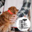 Secure Pet Grooming Table Clamp Strong and Convenient-L 5