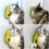 Kitten Catnips Scratching Massager Combs for Short-Grass green 5
