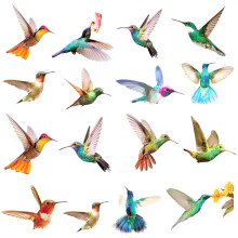Decorative Hummingbird Window Clings, Non Adhesive Vinyl Double Side Printed Anti-Collision Decals, Easy Reusable Application for Glass Windows Doors