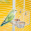 Bird Feeder Parrots Feeding Dish Food Container-Single bowl 5
