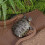 Spacious Reptiles Bowl With Step Access Removable For-Brown red 7