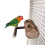 Compacts Bird Food Holder Wood Perches Bird Feeder Secure 5