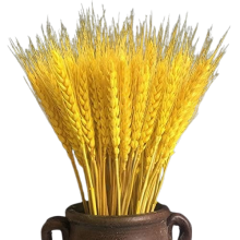 Feixes de trigo seco natural, espigas de aveia orgânica seca 100% cultivadas em fazenda, perfeitas para decoração minimalista e estilo campestre.