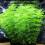 Multiuse Water Plant Growing Substrate Hydrophyte Pant Base-L 7