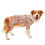 Delicate Pet Pullover Cartoon Fruit Print Dog Costume-L 4 1