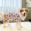 Delicate Pet Pullover Cartoon Fruit Print Dog Costume-L 4 7