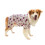 Cats Four-Legged Pullover Outfit Fruit Print Apparel for-M 1 1