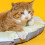 Cat Summer Cool Cushion Pet Bed with Waterproof-Earth 5