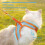 Cat Harness EscapeProof Adjustable Soft Mesh Vest Reflective Strips Black M Cat Walking Harness 3