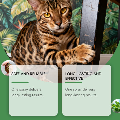 Cat Training Spray for Play & Interaction 2