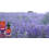 Lavender Chamomile Essential Oil for Bath & Massage 7
