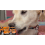Mild Dog Joint Care Soft Granules for Daily Support 7