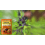 Pflanzendünger für Pflanzen, Obst, Gemüse & Blumen 8