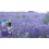 Pet Lavender Spray 8
