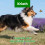 Nutritious Dog Care Drops 14