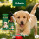 Dog Collagen Support Drops Easily Absorbable 2