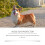 Hundesnase-Creme, UV-Schutz, Sheabutter, Vitamin E 4