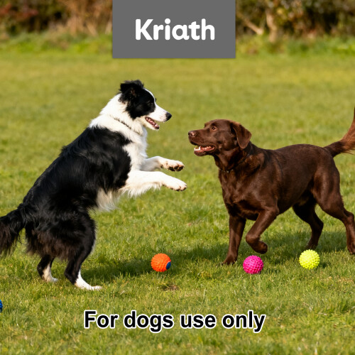 Probiotische Hundefuttergranulat: Darmbalance & Vitalität 1