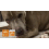 Pet Vitamin Chewables with Mild Ingredients 7