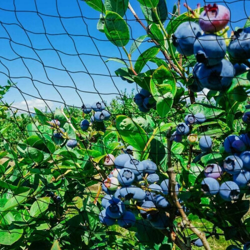 Δίχτυ για πτηνοτροφεία, Δίχτυα με βαρείς κόμπους για γεωργική προστασία, 1