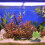 Aquáticas Simuladas Para Terrário Répteis 4