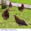 4 Stück bunte Garten-Henne-Stecker - Acryl-Dekor 6