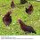 4 Stück bunte Garten-Henne-Stecker - Acryl-Dekor 5