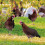 4 Stück bunte Garten-Henne-Stecker - Acryl-Dekor 8
