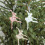 Weihnachtsanhänger aus Kunststoff in Form eines-Rosa 5