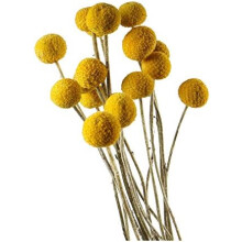 Flores de Craspedia amarelas brilhantes, Billy Balls secas para decoração de casa e casamento, hastes macias para arranjos florais criativos e