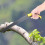TreeTamer, Ανθεκτικό Πριόνι Κλάδεμα με Πτυσσόμενη Λάμα για Επαγγελματίες Κηπουρούς, 6