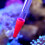 Long Coral Feeder Tool with Silicone Suction Head for All-C 6