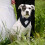 Cute Adjustable Wedding Cat Bow Tie Collars Kitten Suit-Blue M 5