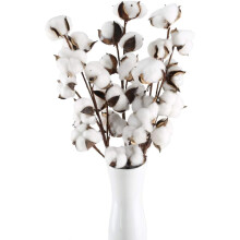 Decoração rústica, hastes flexíveis de algodão para decoração floral doméstica, flores de algodão secas naturais para fazenda, toque suave.