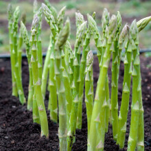 Asparagus F1 Seeds F1 Hybrid, Early Maturing, Yield Garden Asparagus
