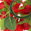 4Stk Kerzenring Mit Simulation Rose Und 8
