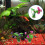 4 Kunststoff Aquariumspflanzen Lotus 10