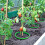 Recyclable Plant Growth Circlets Set Creates Rhizosphere Barrier 6