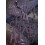 Scientia Sexualis Paperback Book 1