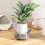 Deep Plant Saucer, Bottom Watering Tray 5