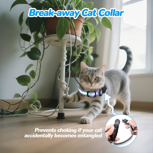 Lighted Cat Collars for Night
Cat Collar 1