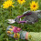 Burgon & Ball Asteraceae Secateurs 7