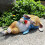 Sleep Rabbit Statue Cute Miniature Bunnies Holding Rose Figurine 7