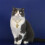4pcs Traditional Pet Pendants Longevities Lock Regulable-L 7