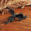 Practical Deer Head Sturdy Iron Hook Set of 2 Pieces-rust color 7