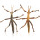 2Stk Simulation Stabheuschrecken Modell Pädagogische Insekten Statue 4