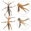 2Stk Simulation Stabheuschrecken Modell Pädagogische Insekten Statue 7