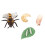 1 Set Honingbij Levenscyclus Modellen Cognitieve Speelgoed School 1